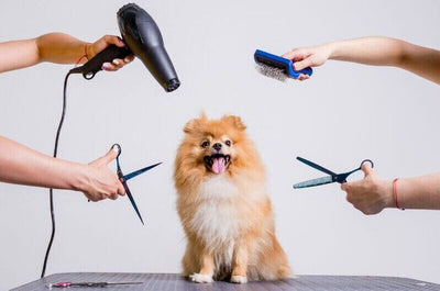 PELO DEL CANE  Forse non lo sai, ma il pelo del cane è lo specchio della sua salute!