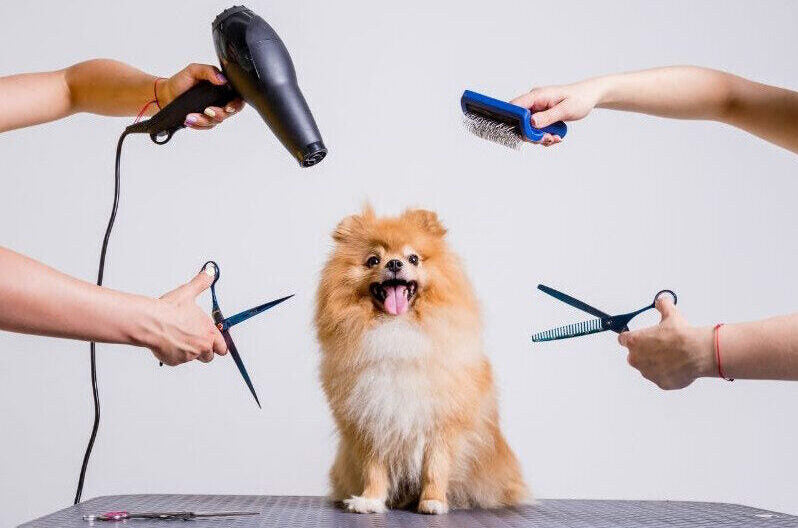 PELO DEL CANE  Forse non lo sai, ma il pelo del cane è lo specchio della sua salute!