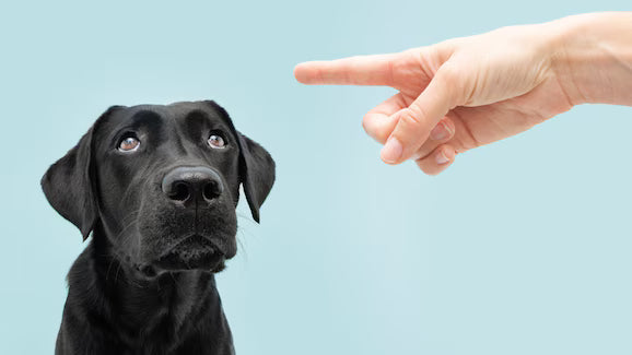 Addestramento all'obbedienza dei cani