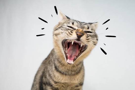 Prodotti calmanti per gatti