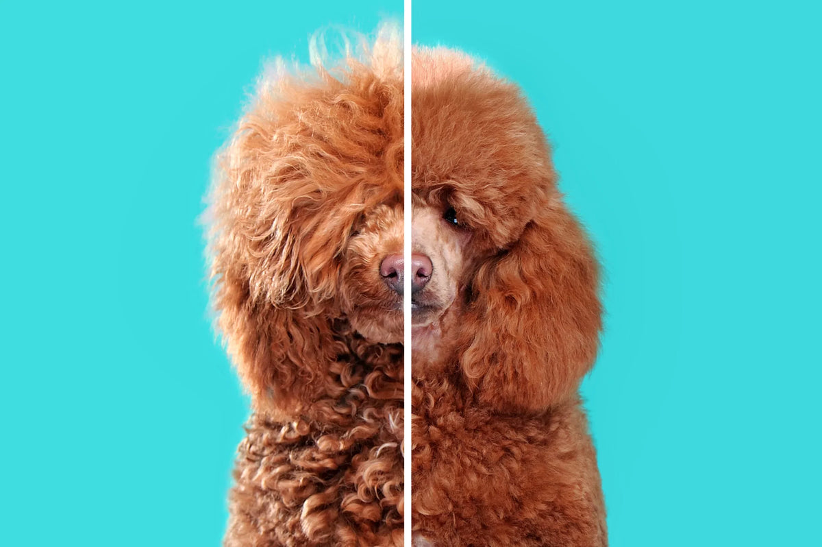 Pelo del Cane