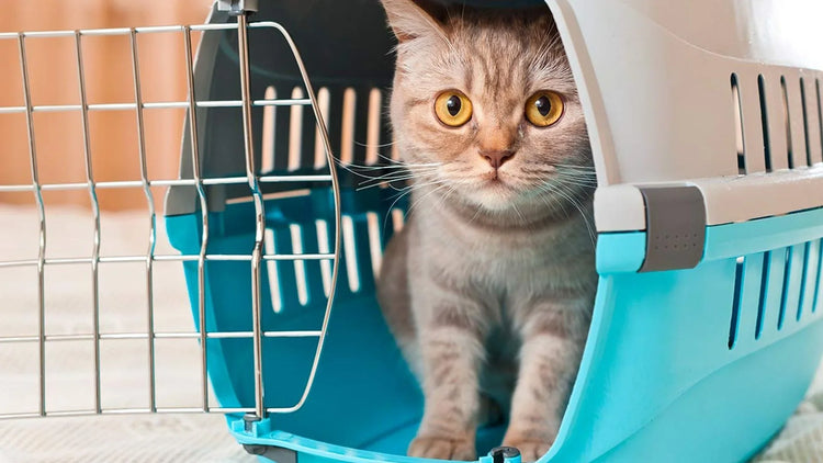 Gatto - Trasportini
