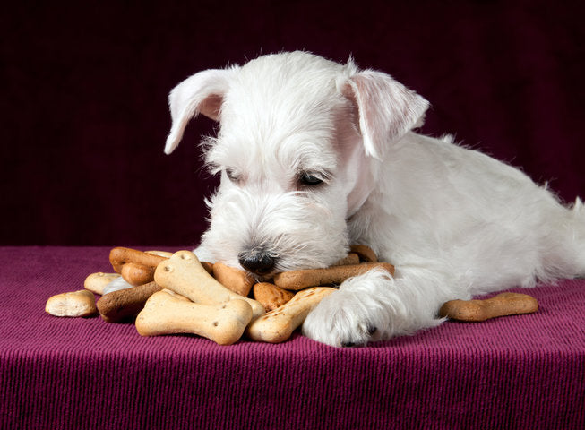 Cane Biscotti