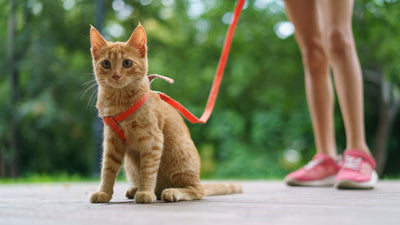 Gatto - Guinzaglieria