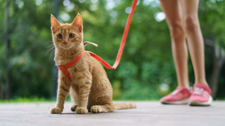Gatto - Guinzaglieria