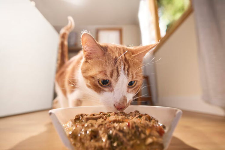 Gatto - Cibo Umido VET