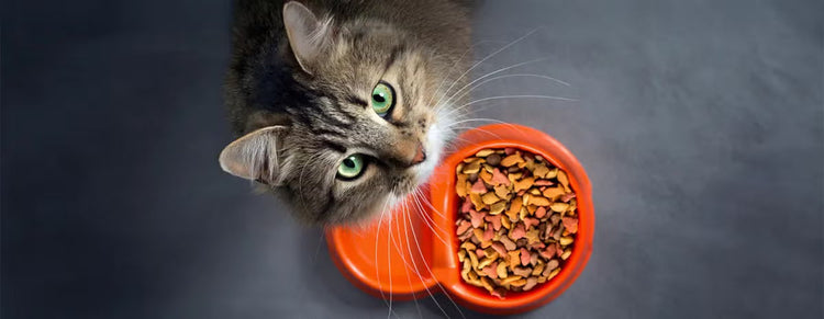 Gatto - Cibo Secco