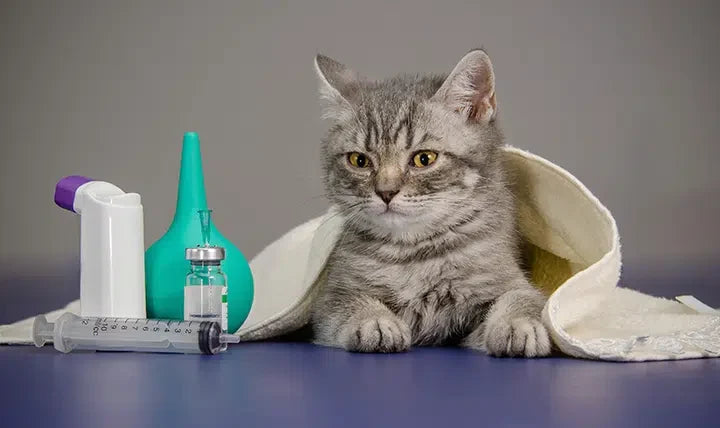 Gatto Accessori Medicali