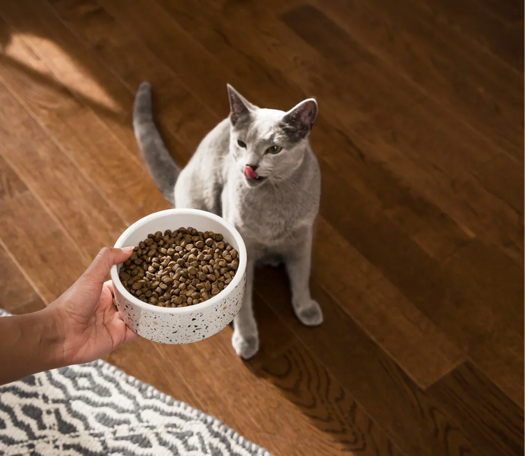 Gatto - Cibo Secco VET