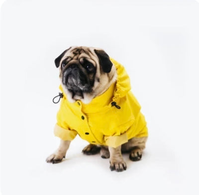 Cane - Abbigliamento