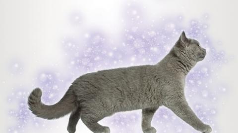 Antiansia Gatto