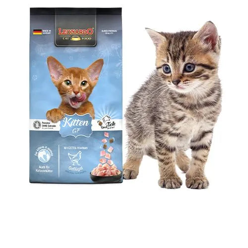 Kitten