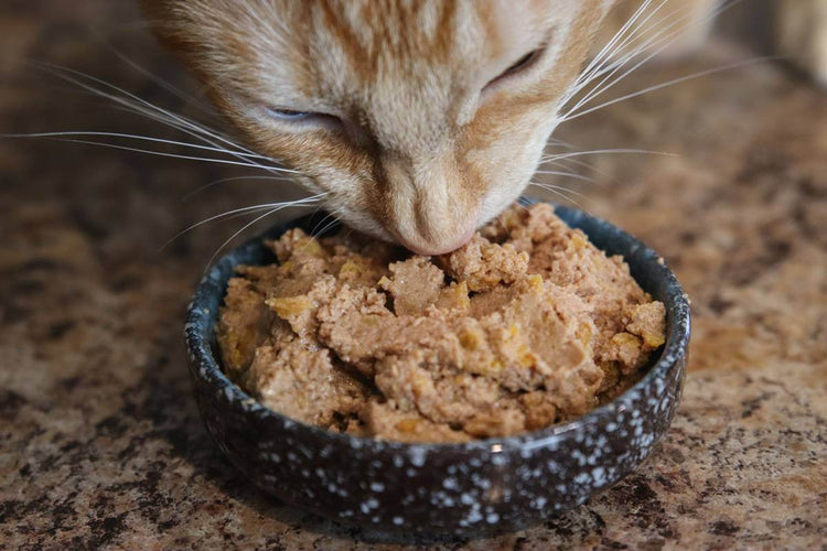 Gatto - Cibo Umido