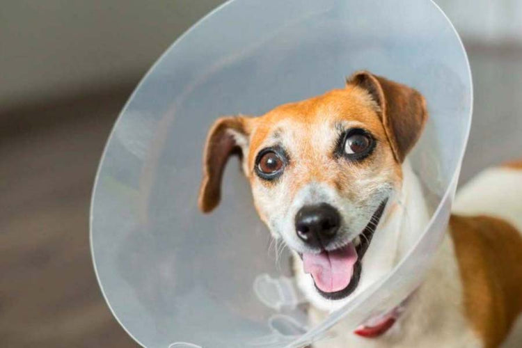 Cane - Accessori Medicali