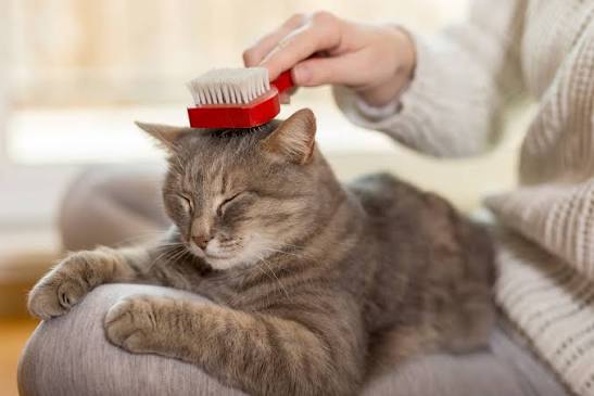 Gatto - Salute e Igiene