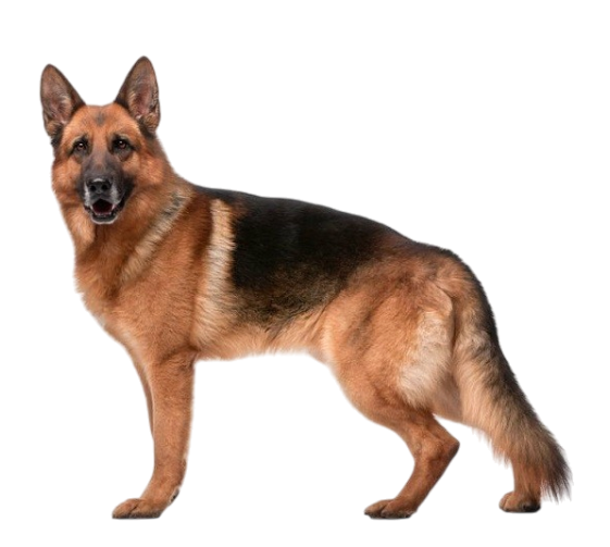Large Breeds