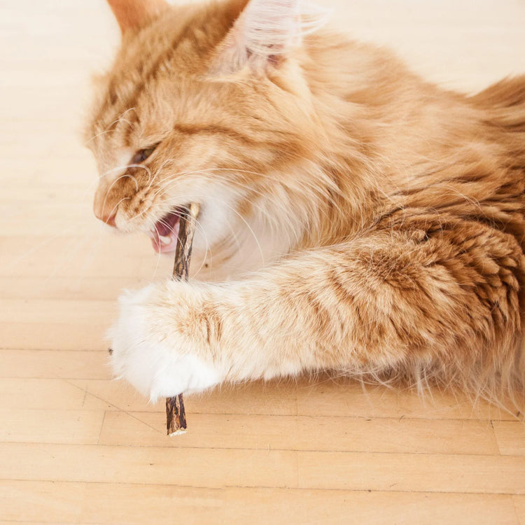 Matatabi Gatto