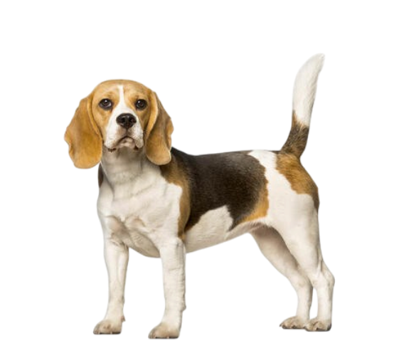 Medium Breeds
