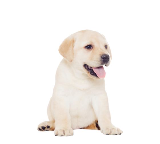 Puppy