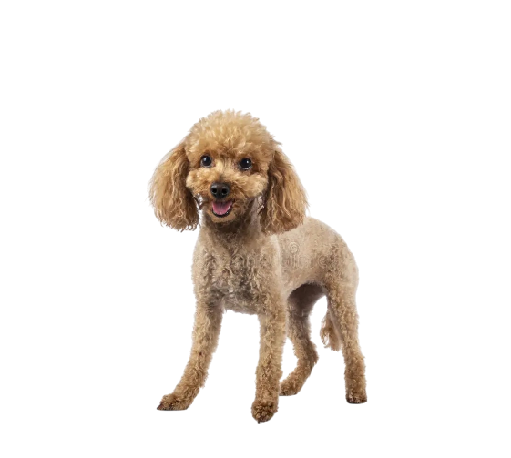 Toy Breeds